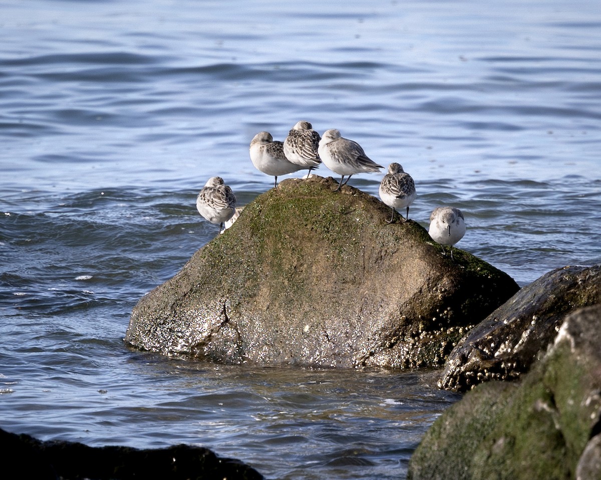 Sanderling - ML624015028