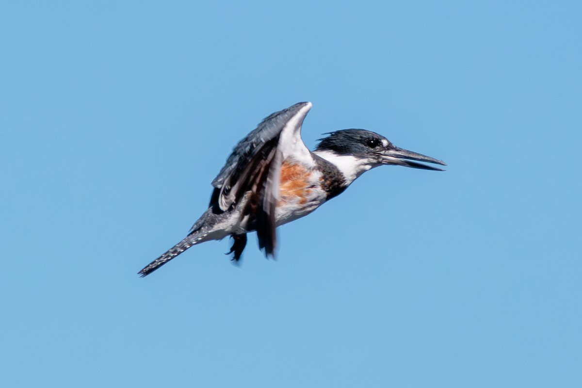 Belted Kingfisher - ML624015034