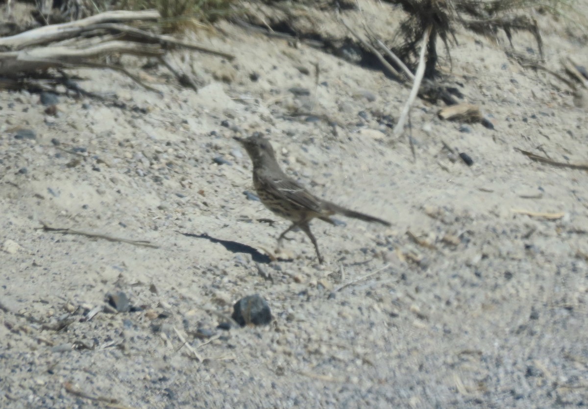 Sage Thrasher - karen pinckard