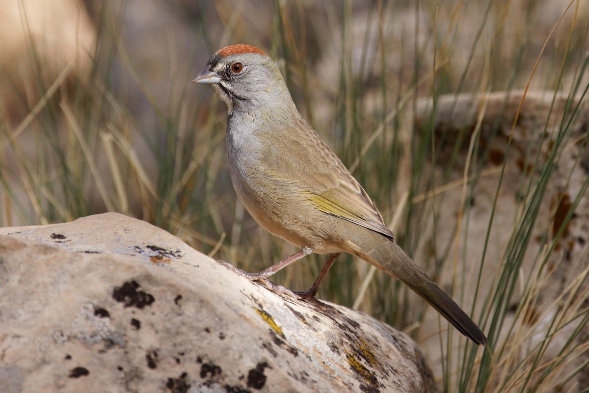 Green-tailed Towhee - ML624015040