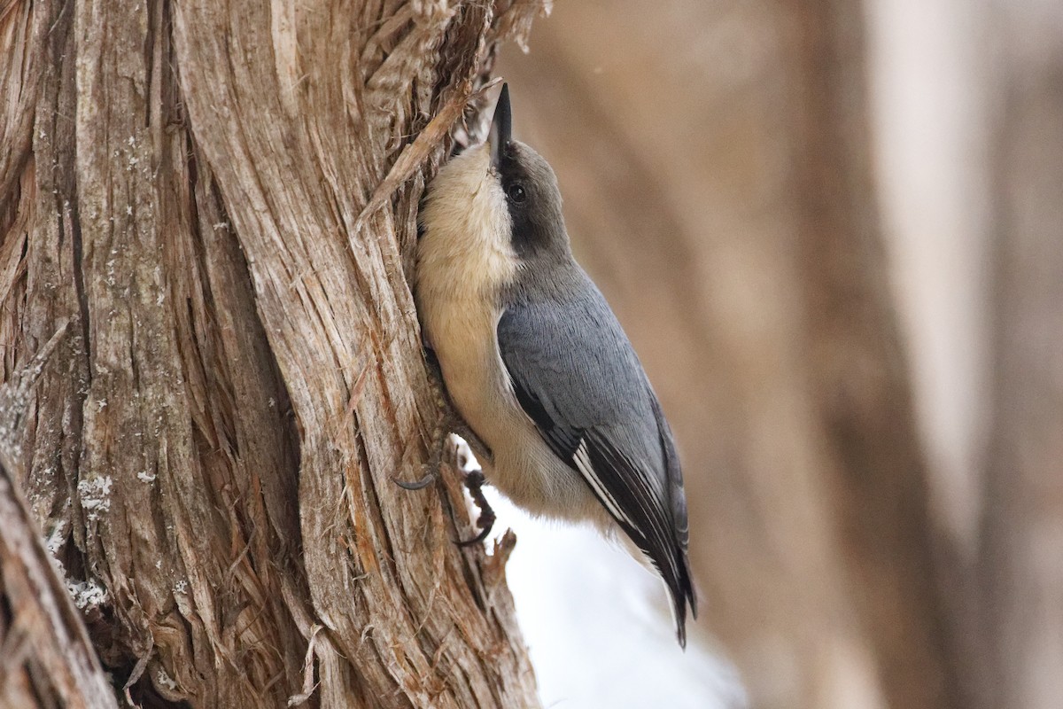 Pygmy Nuthatch - ML624015041