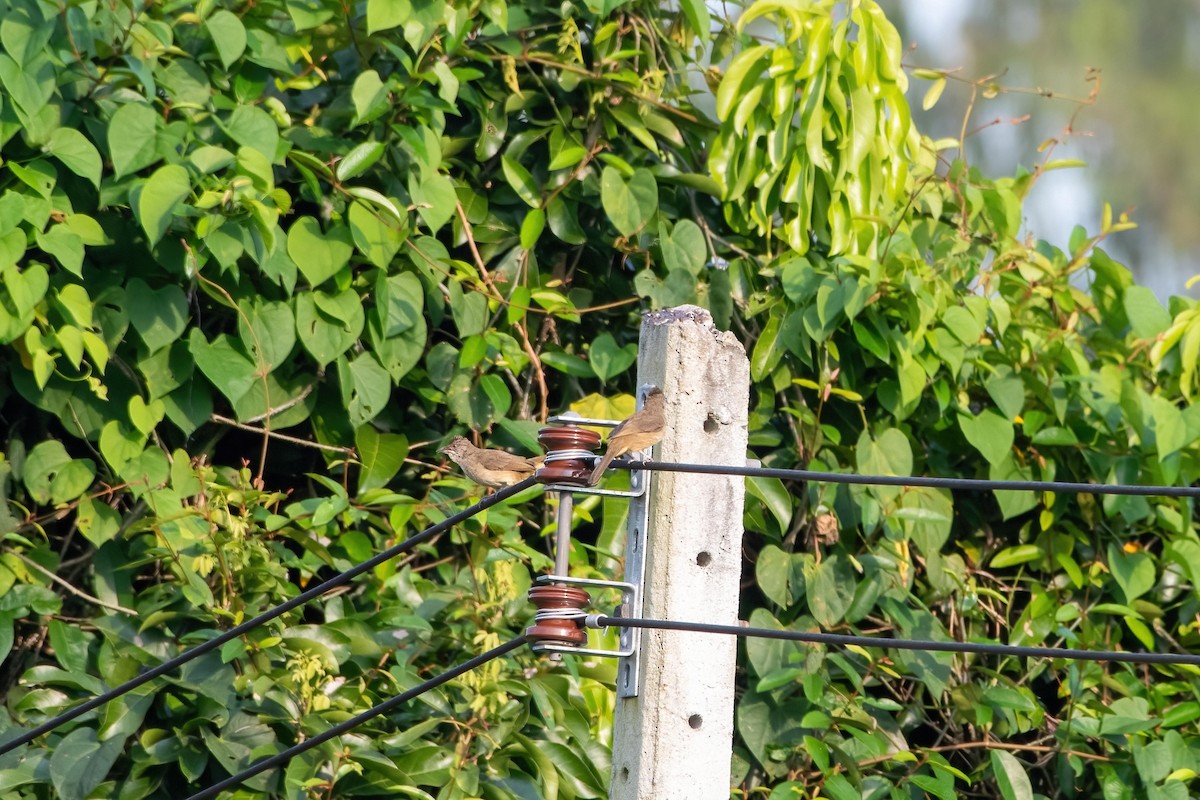 Streak-eared Bulbul - ML624015063