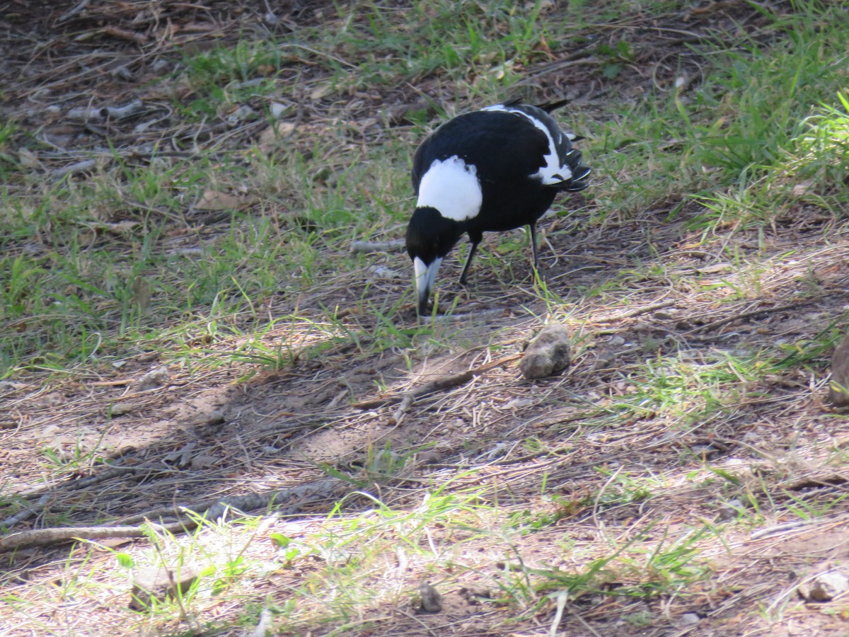 Australian Magpie - ML624015065