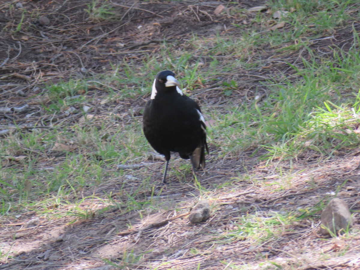 Australian Magpie - ML624015067