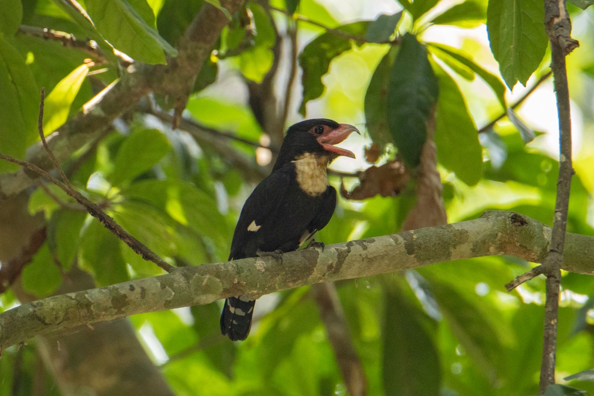 Dusky Broadbill - ML624015085