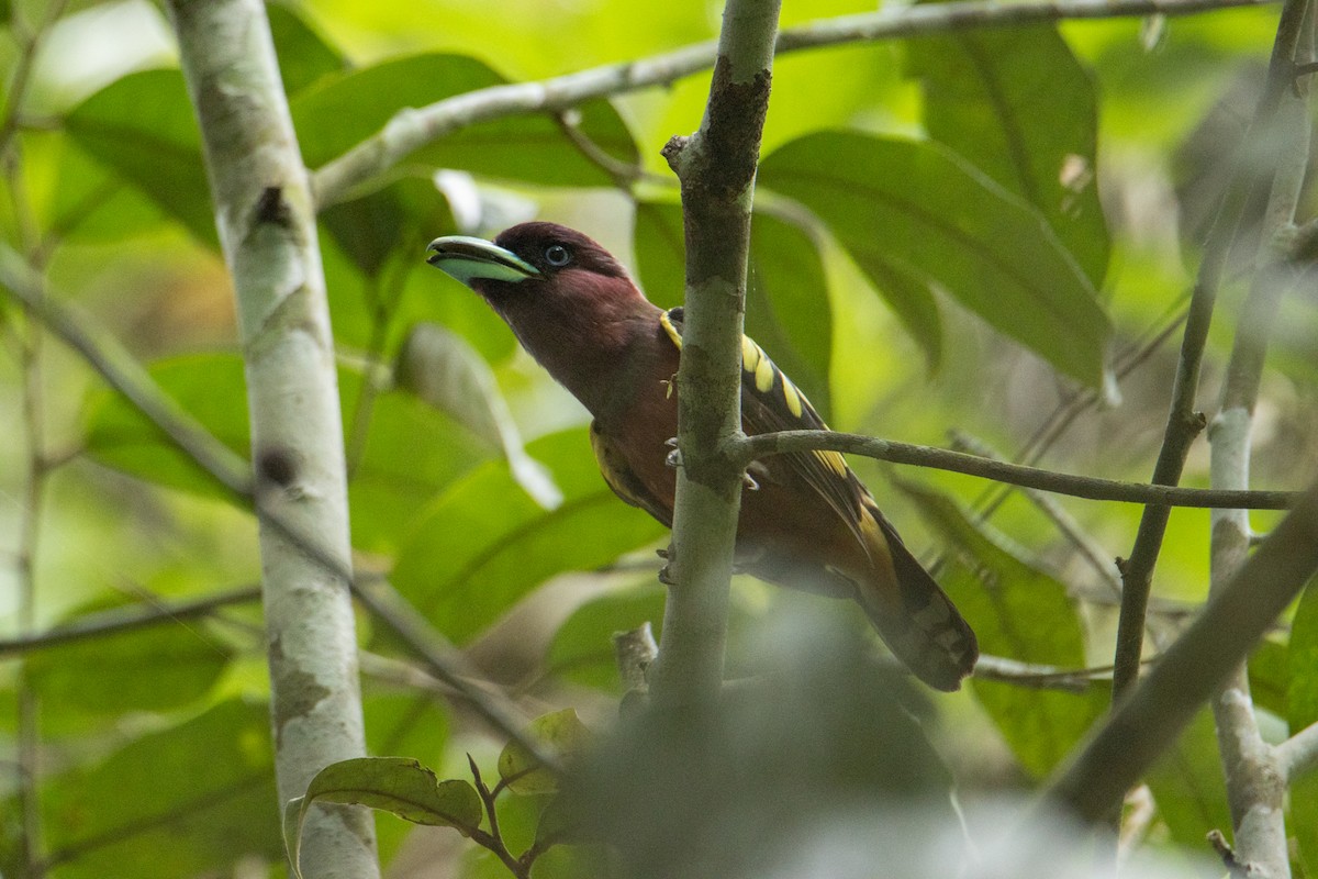 Banded Broadbill - ML624015092