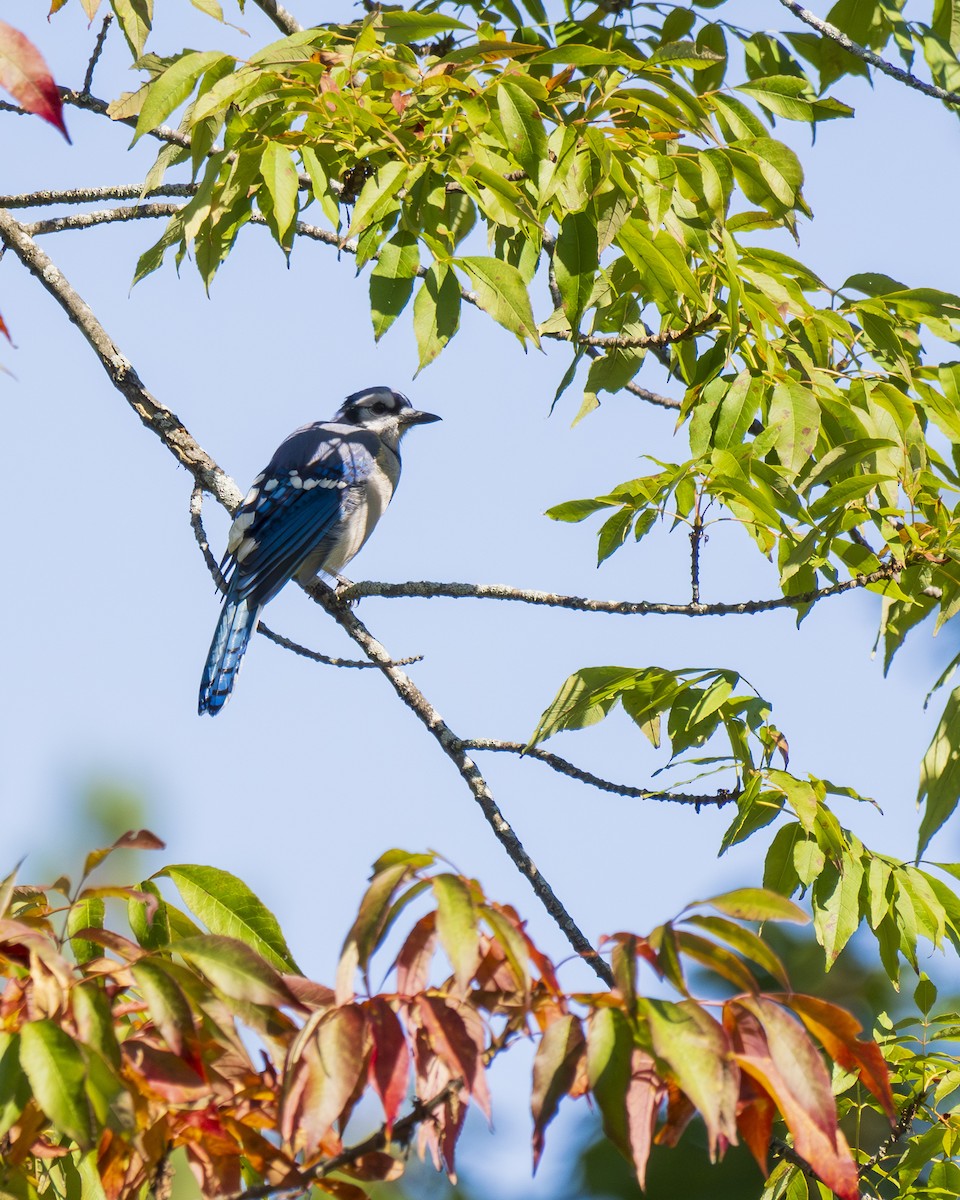 Blue Jay - Jeffrey John