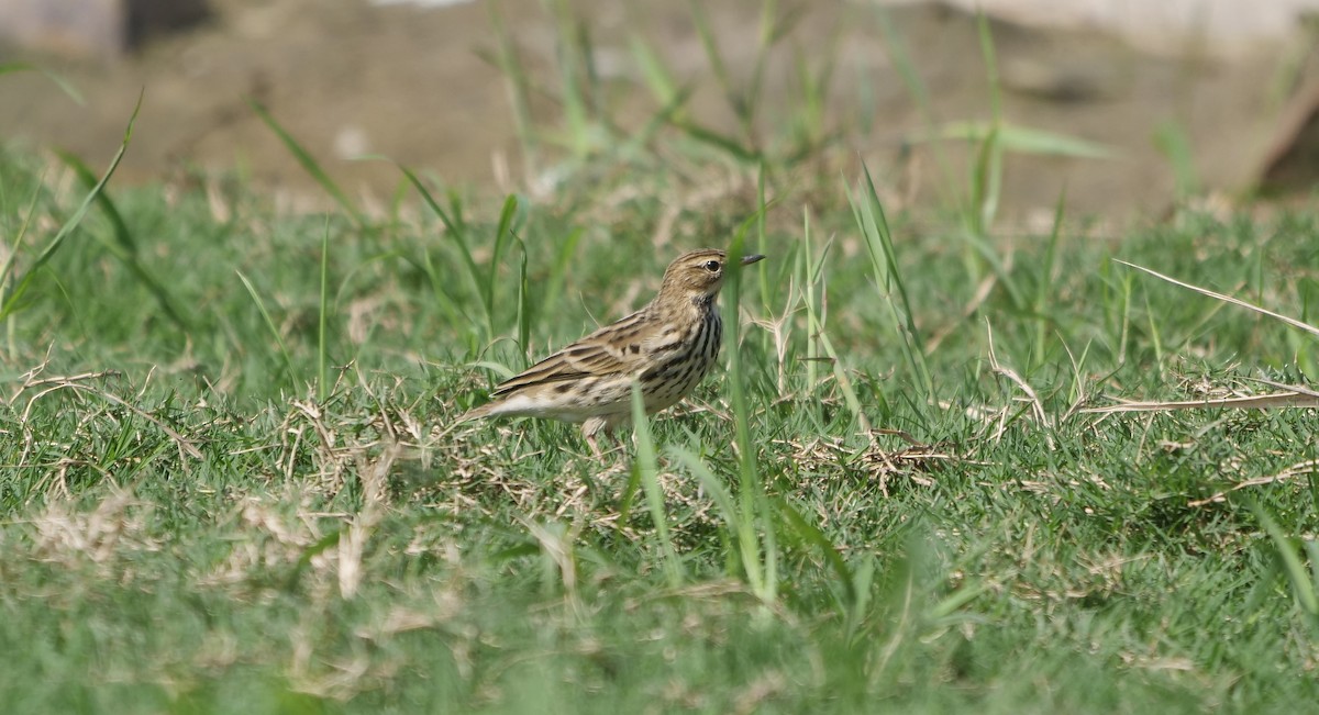 Red-throated Pipit - ML624015114