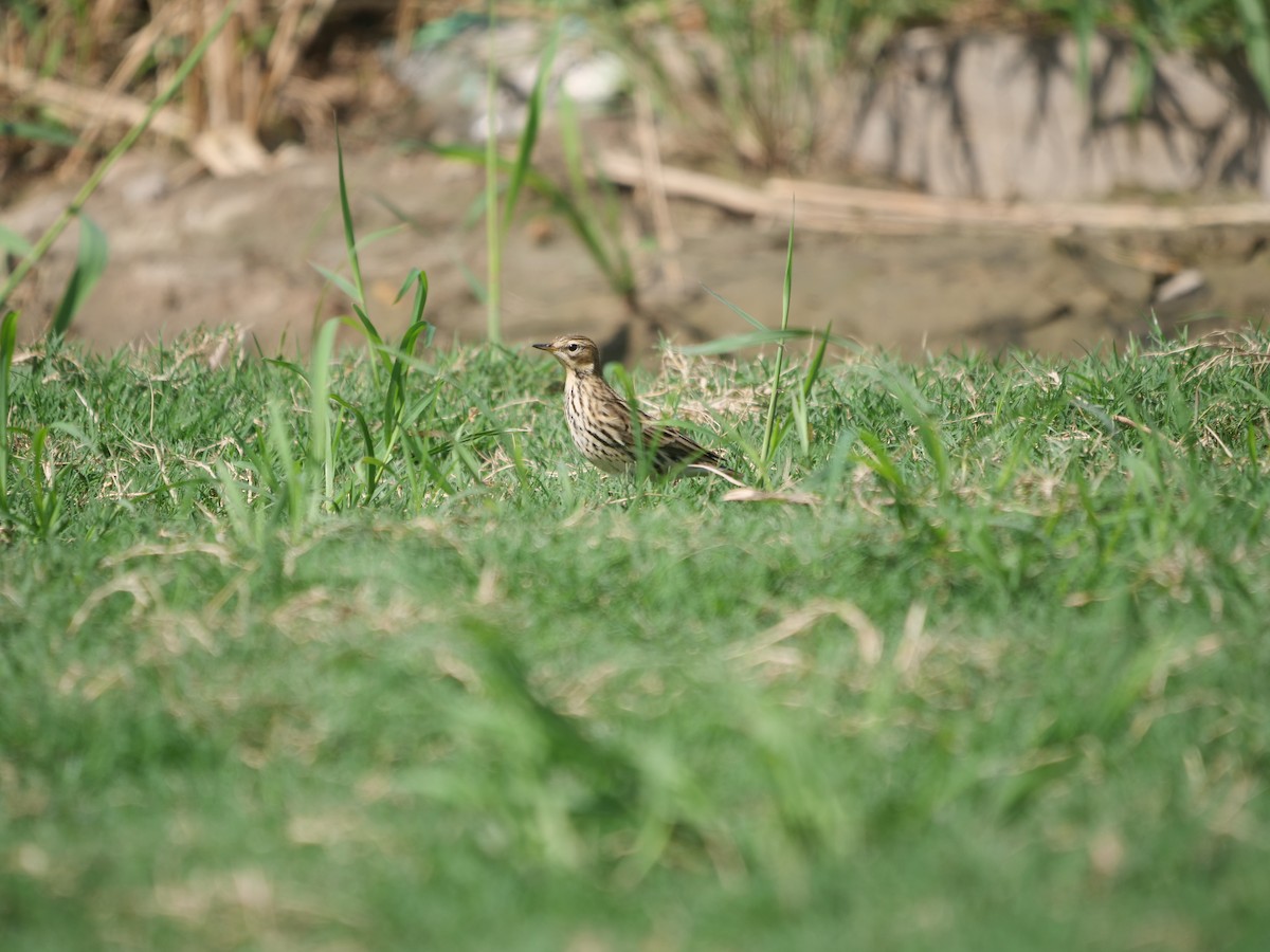 Red-throated Pipit - ML624015115