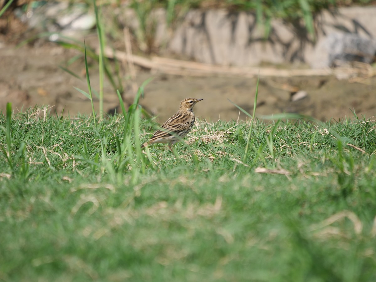 Red-throated Pipit - ML624015116