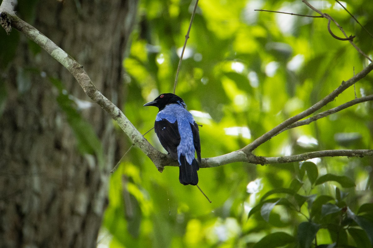Asian Fairy-bluebird - ML624015117