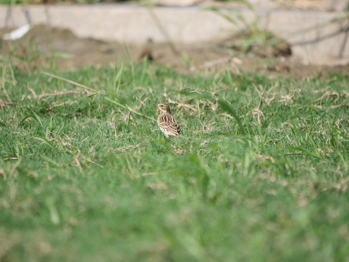 Red-throated Pipit - ML624015118