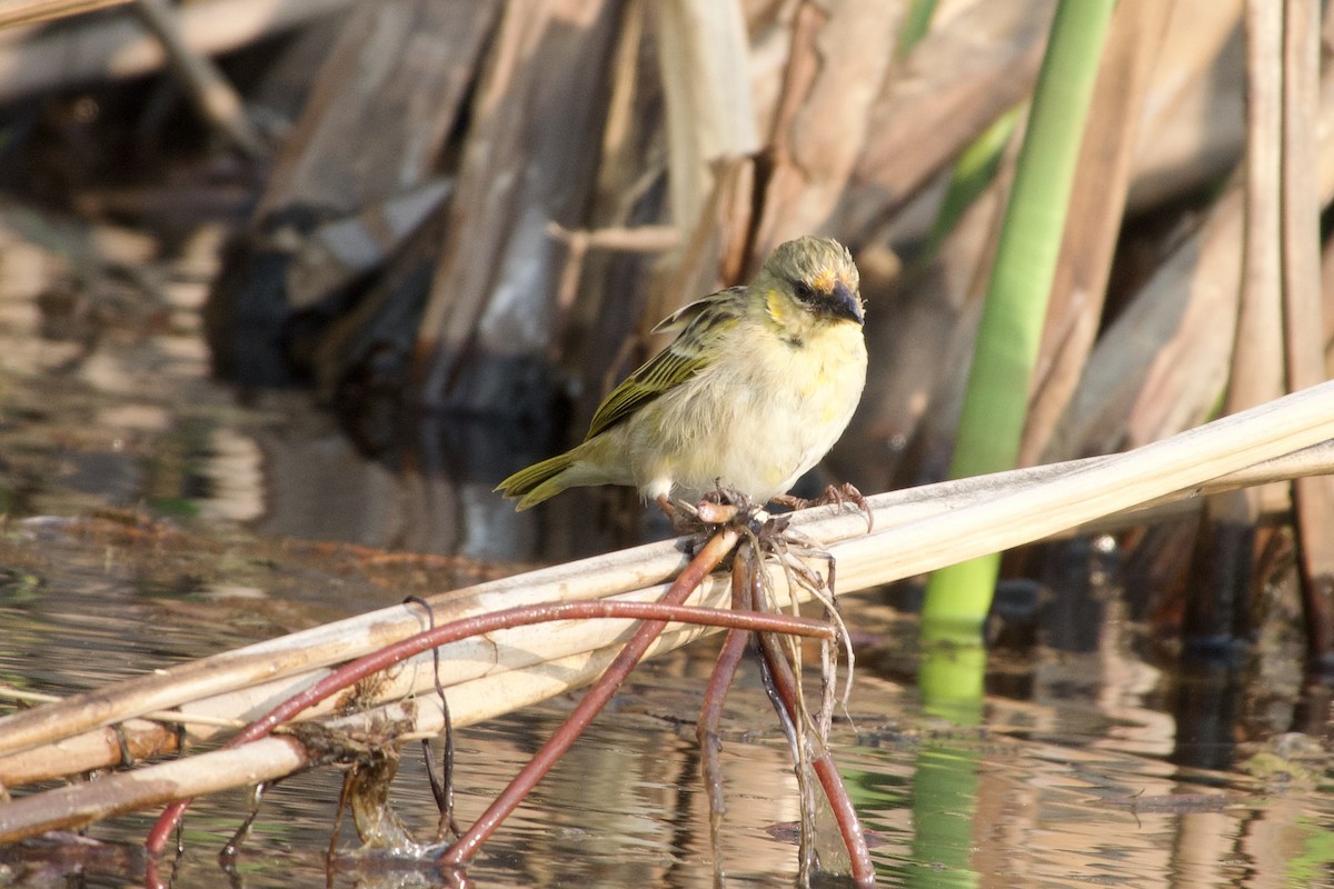 Village Weaver - ML624015120