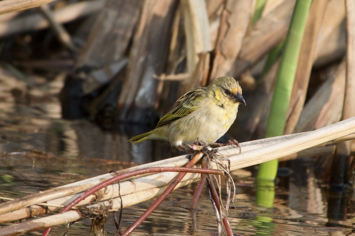 Village Weaver - ML624015121