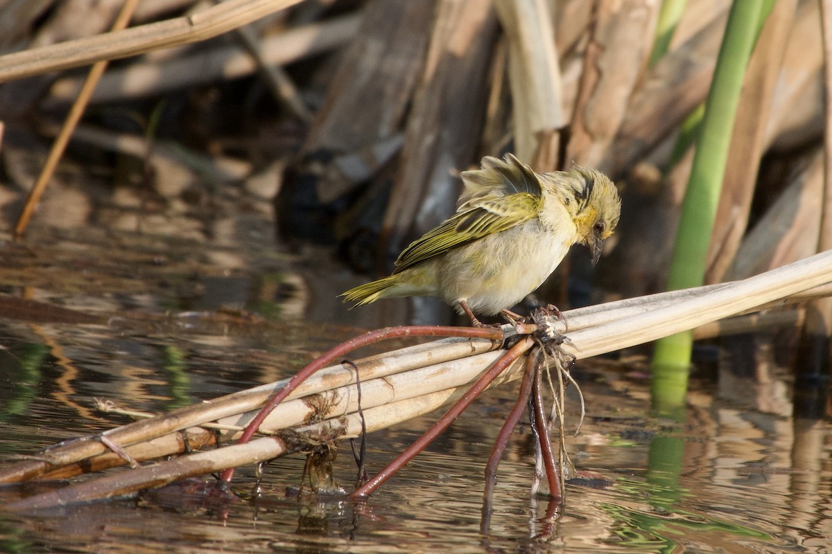 Village Weaver - ML624015122