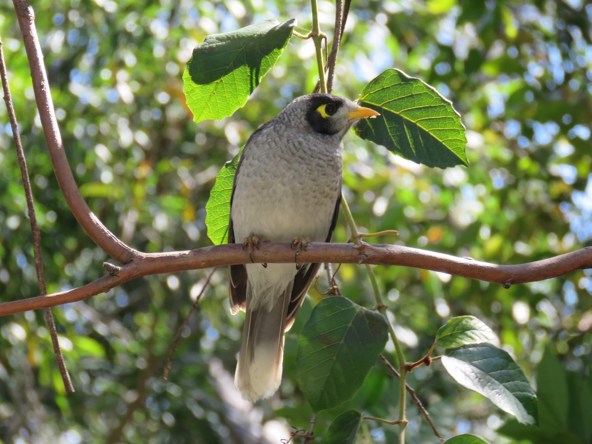 Noisy Miner - ML624015126