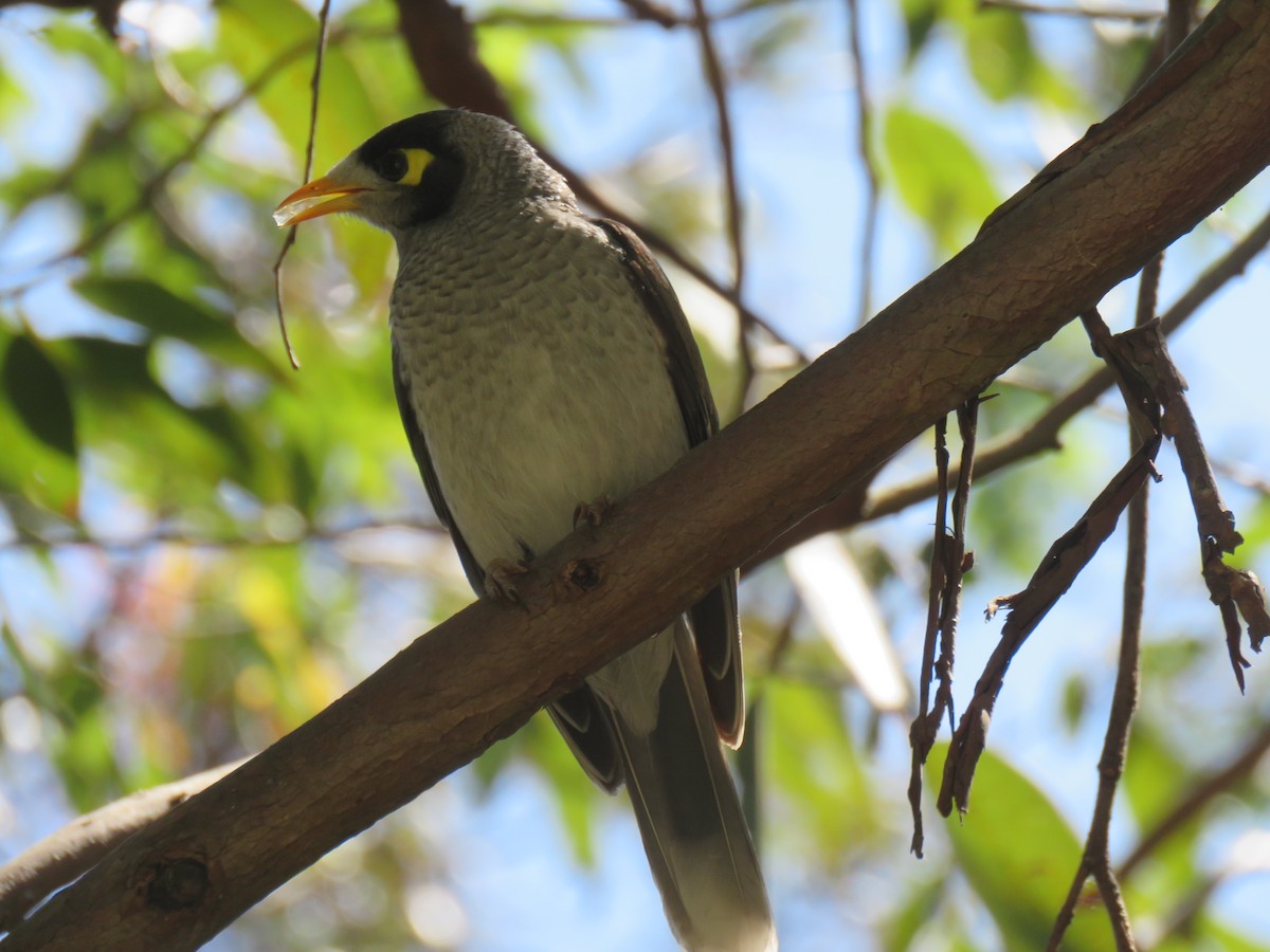 Noisy Miner - ML624015135