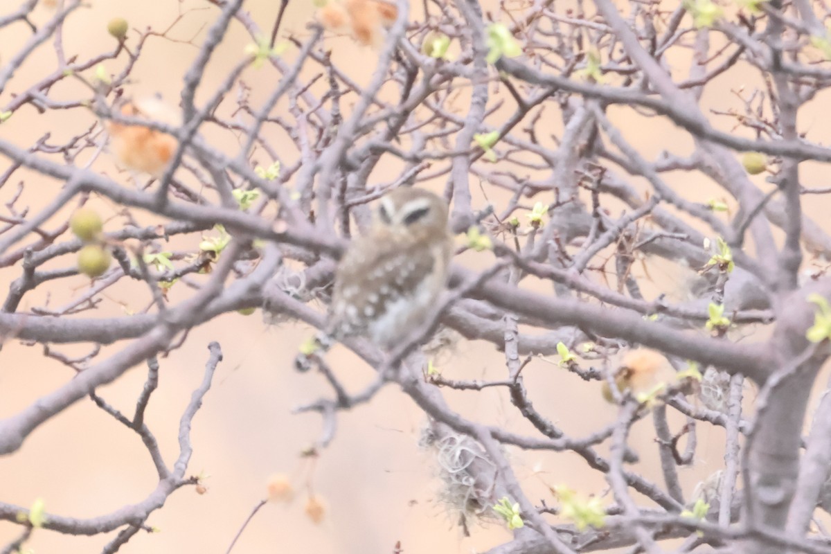 Yungas Pygmy-Owl - ML624015139