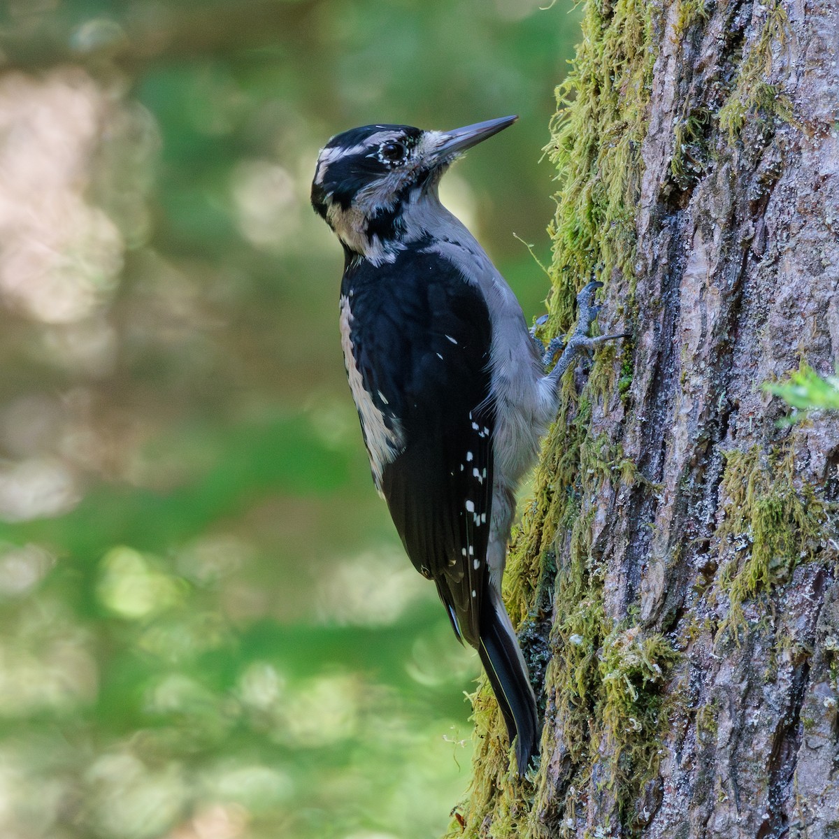 Hairy Woodpecker - ML624015156