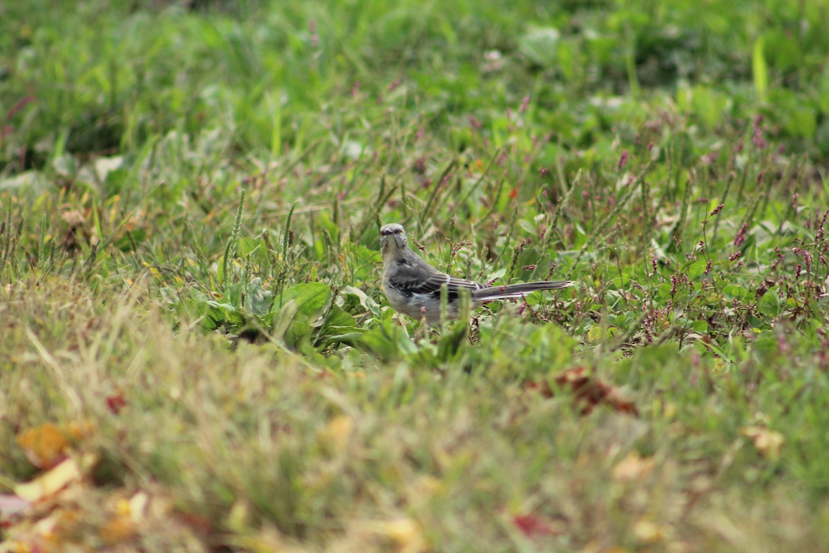 Northern Mockingbird - ML624015159