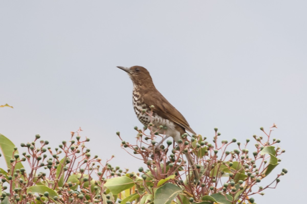 Marañon Thrush - ML624015165