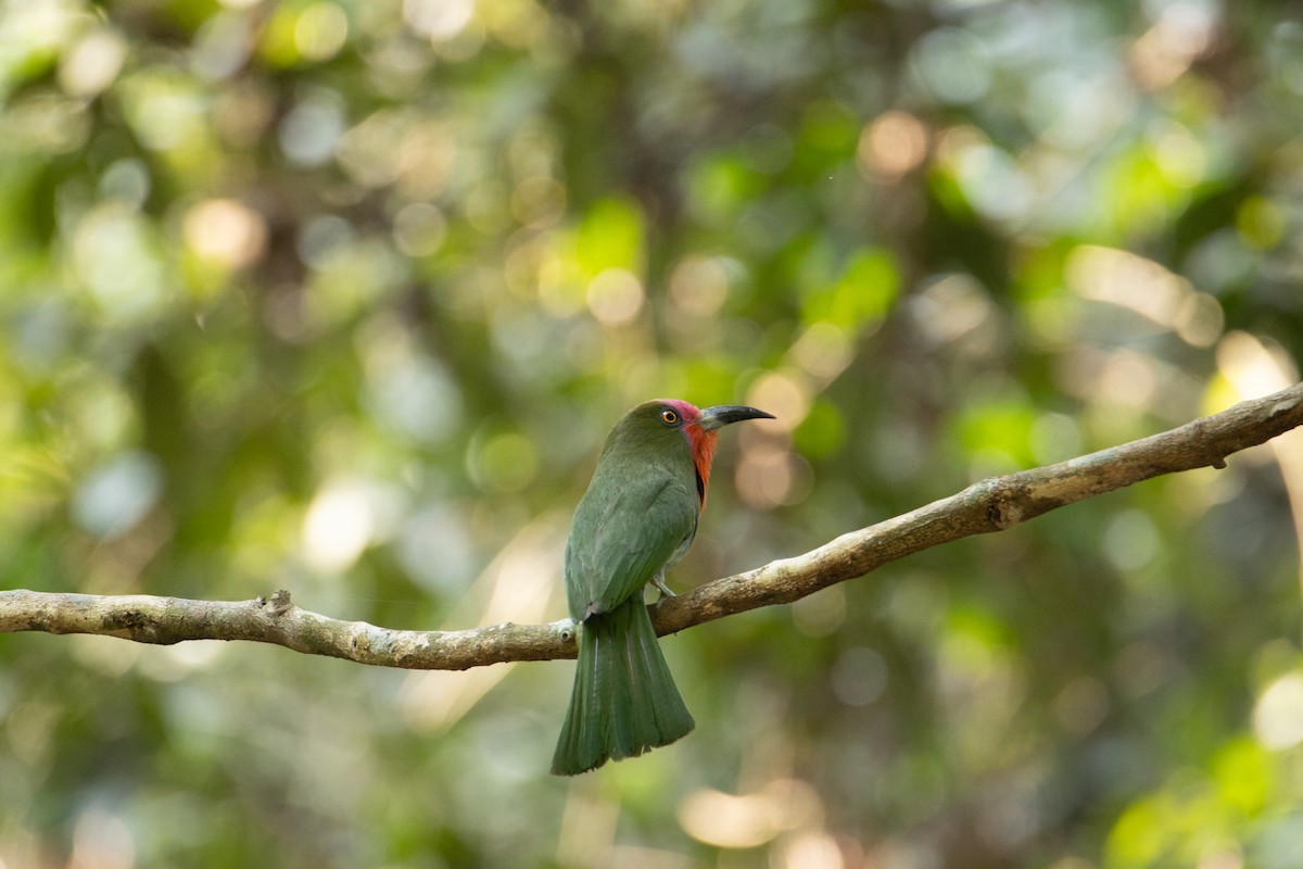 Red-bearded Bee-eater - ML624015167