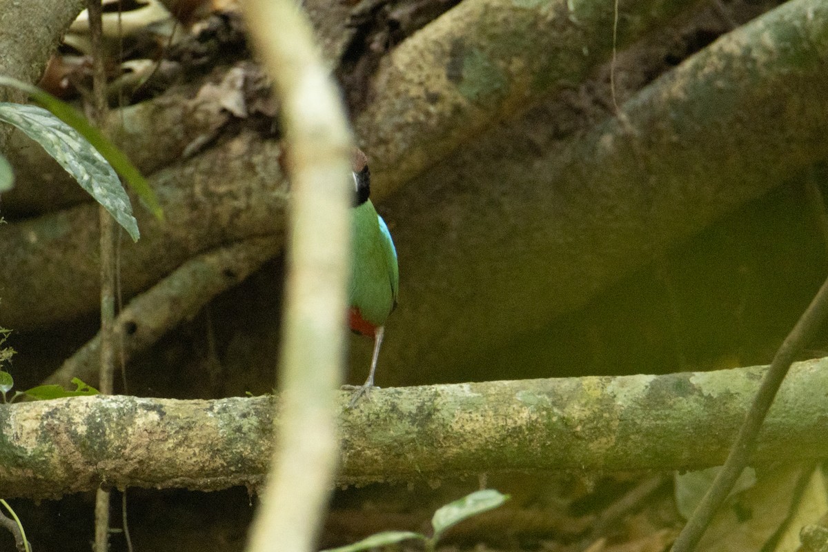 Western Hooded Pitta - ML624015171