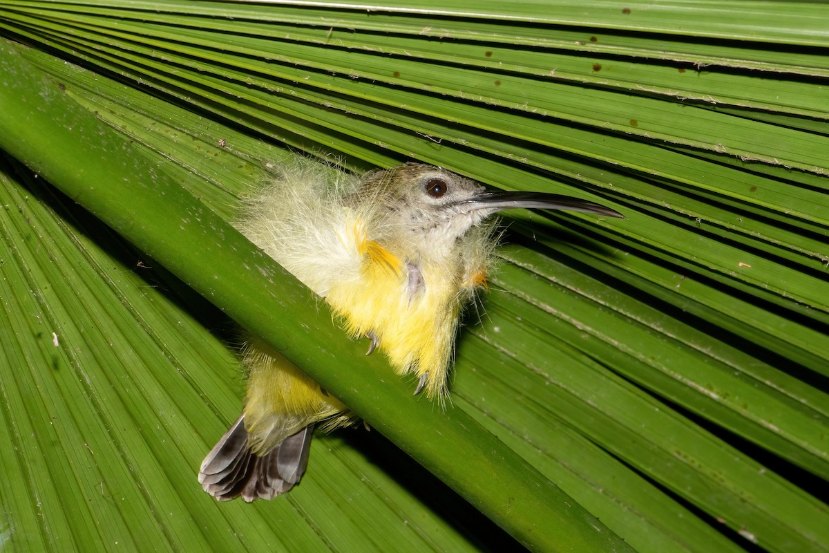 Little Spiderhunter - ML624015172