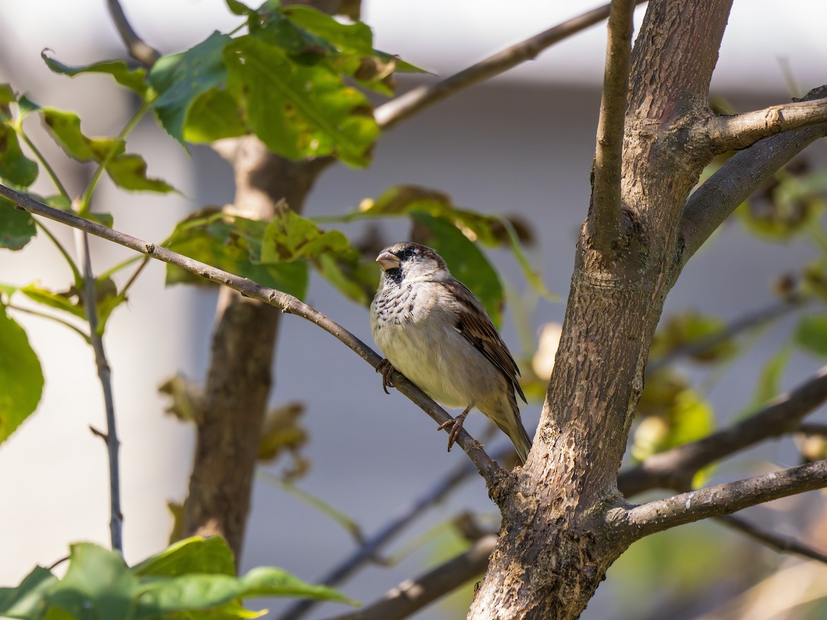 House Sparrow - ML624015174