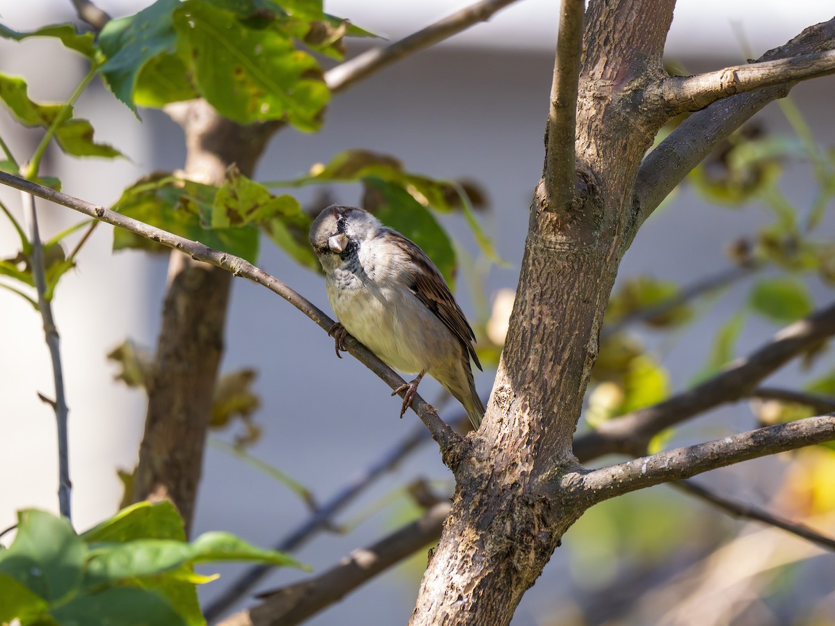 Moineau domestique - ML624015175