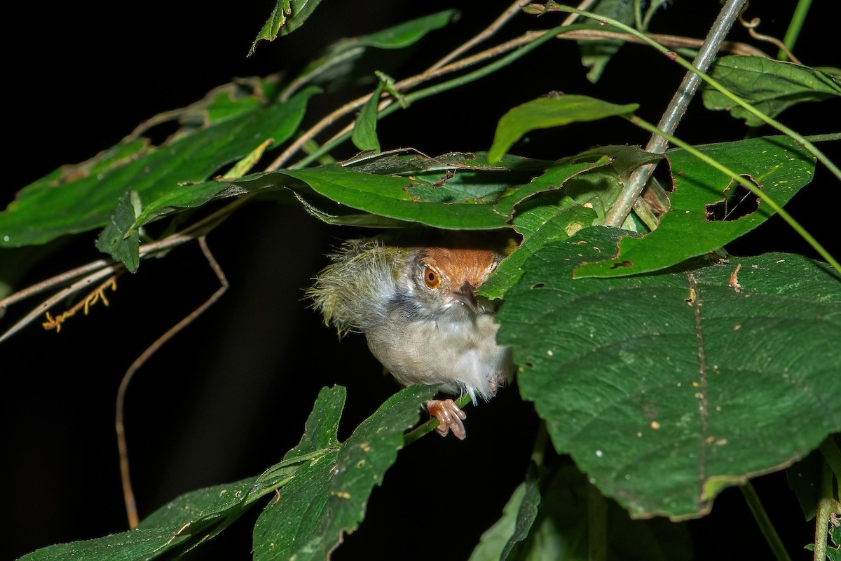 Common Tailorbird - ML624015176