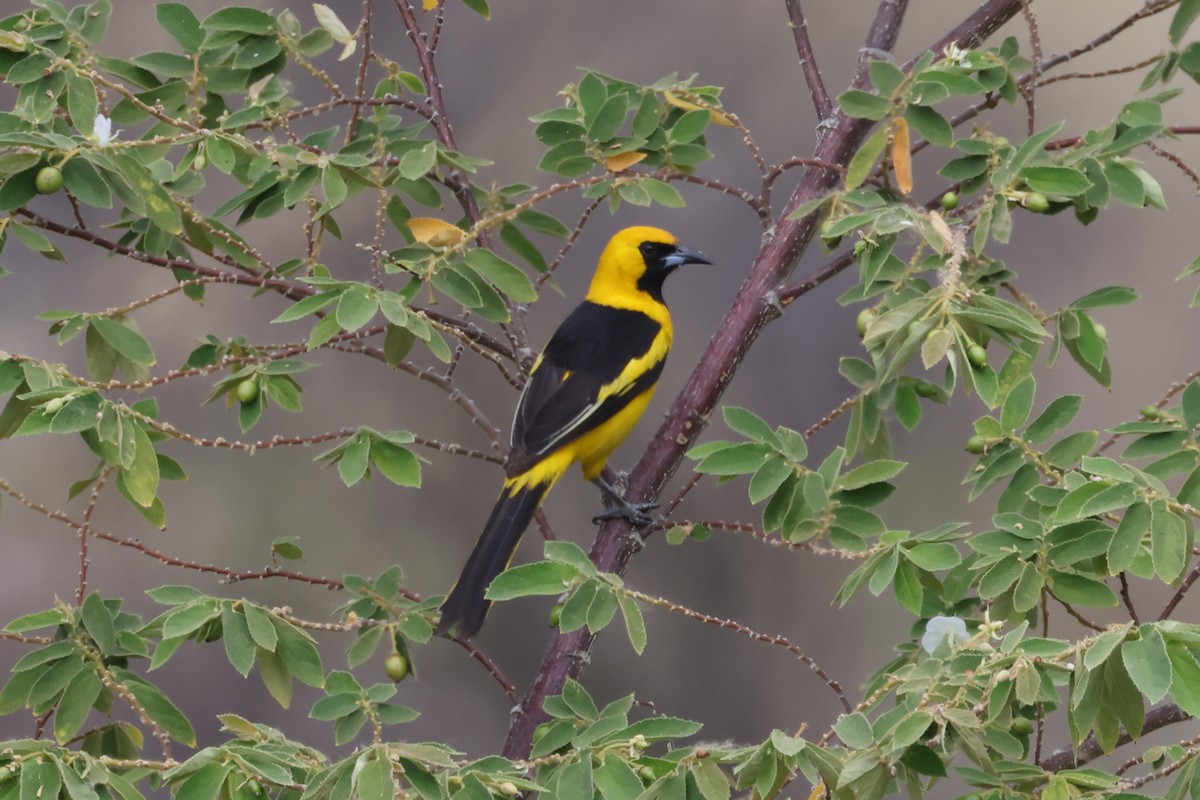 Yellow-tailed Oriole - ML624015187