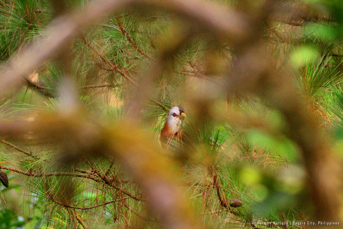 Scale-feathered Malkoha - ML624015195