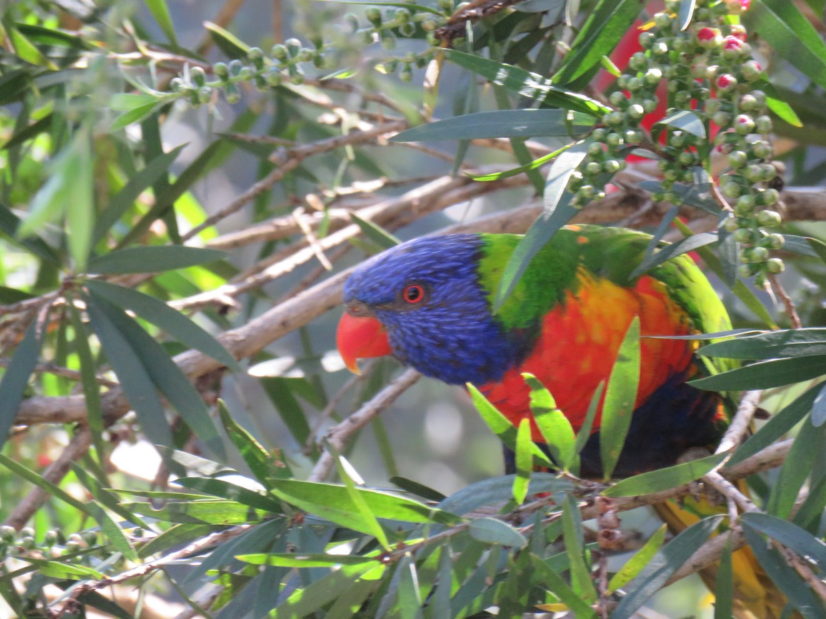 Rainbow Lorikeet - ML624015196