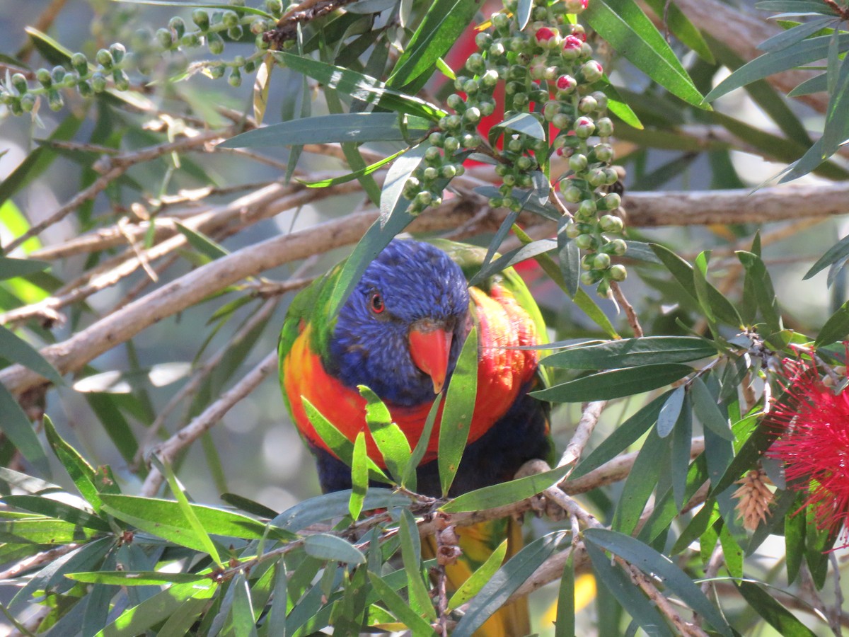 Rainbow Lorikeet - ML624015198