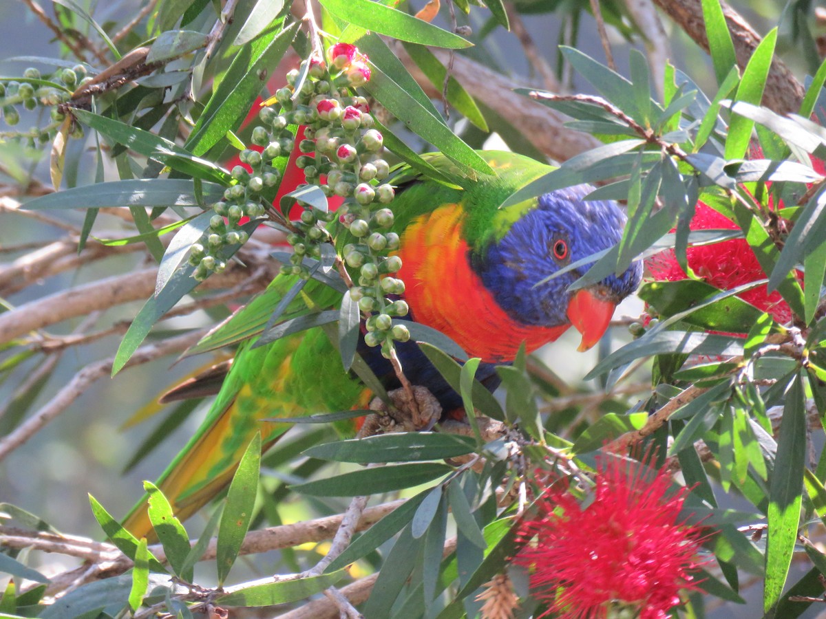 Rainbow Lorikeet - ML624015200