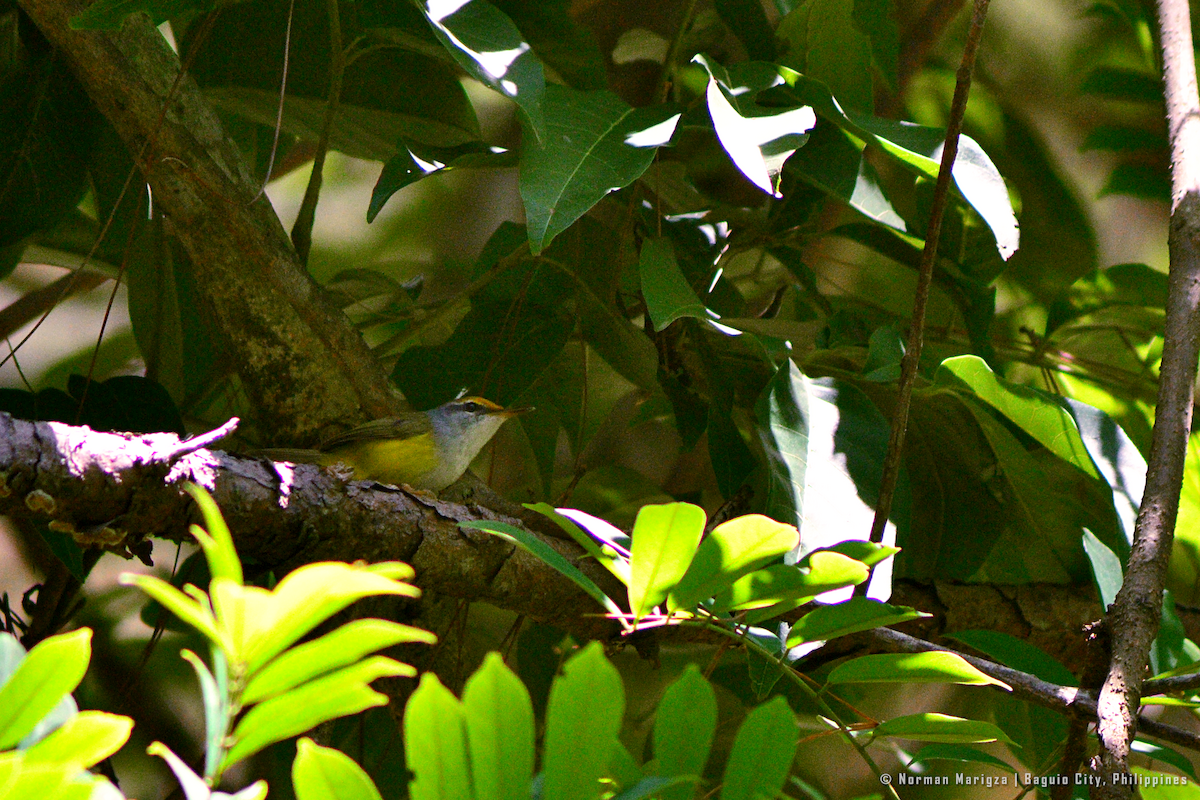 Mountain Tailorbird - ML624015216