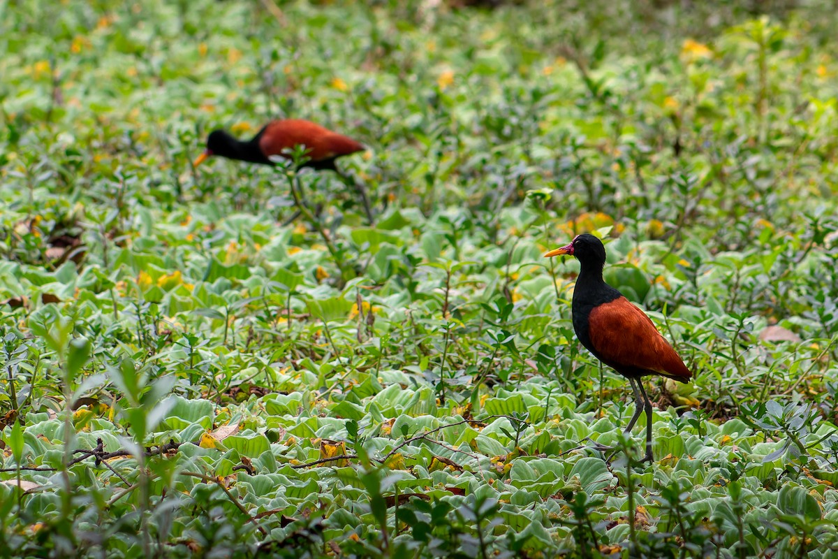 Wattled Jacana - ML624015223