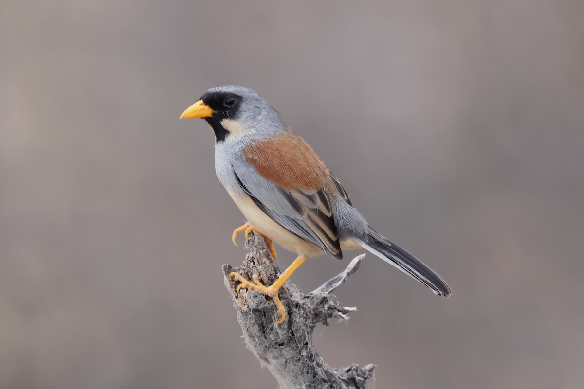 Buff-bridled Inca-Finch - ML624015224