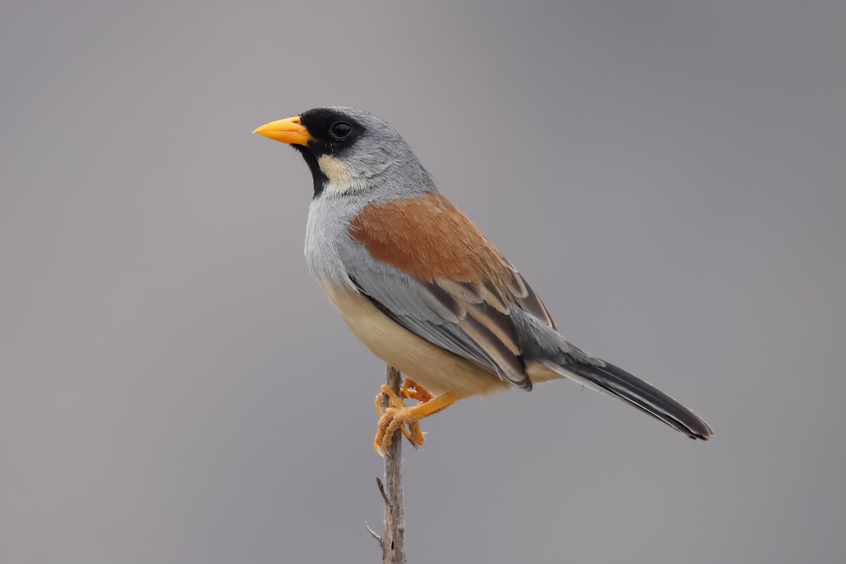 Buff-bridled Inca-Finch - Manuel Roncal