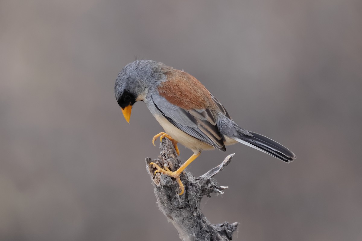 Buff-bridled Inca-Finch - ML624015227