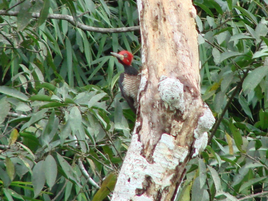 Crimson-crested Woodpecker - Peter Bono