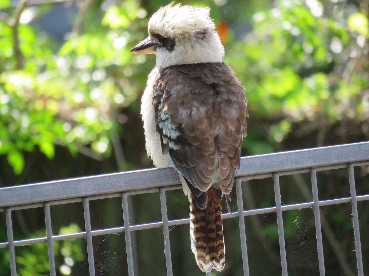 Laughing Kookaburra - ML624015235