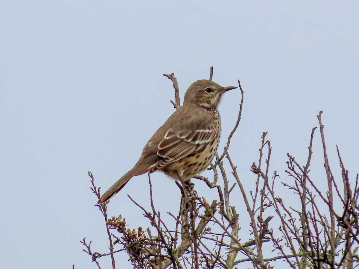 Sage Thrasher - ML624015238