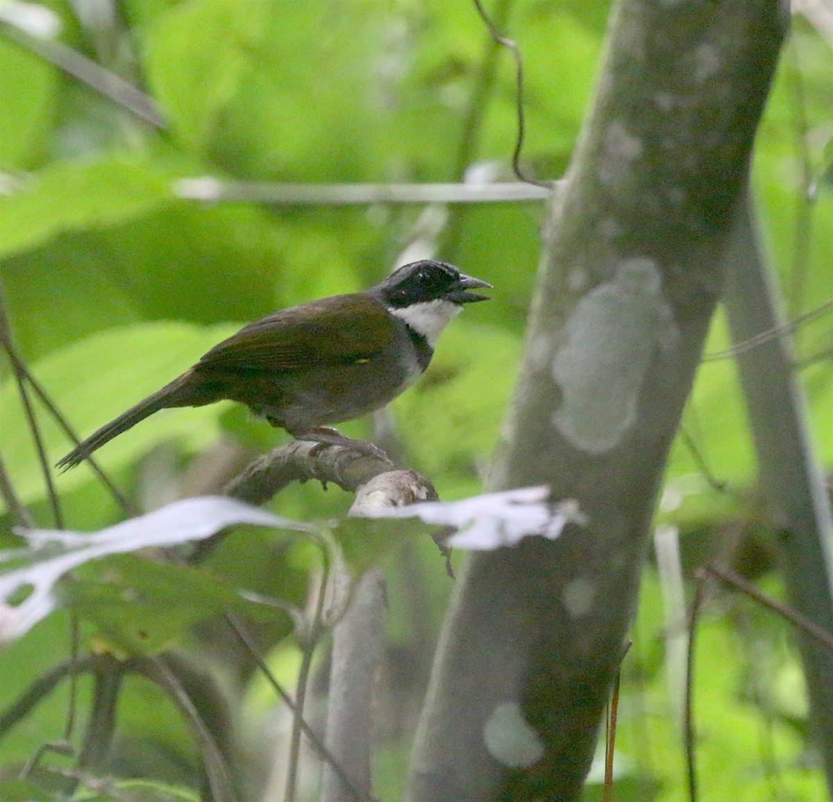 Sierra Nevada Brushfinch - ML624015240