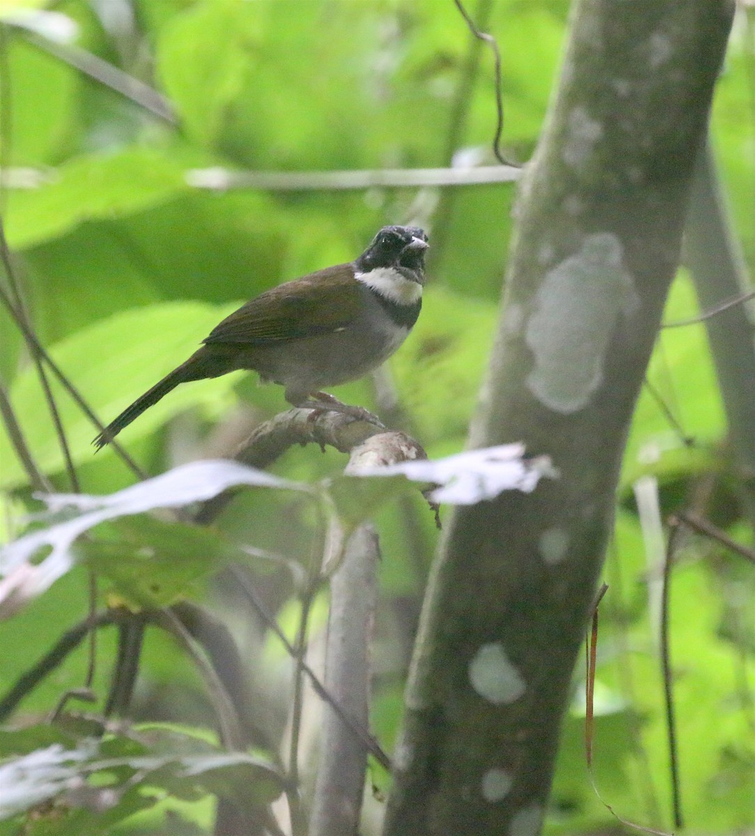 Sierra Nevada Brushfinch - ML624015241