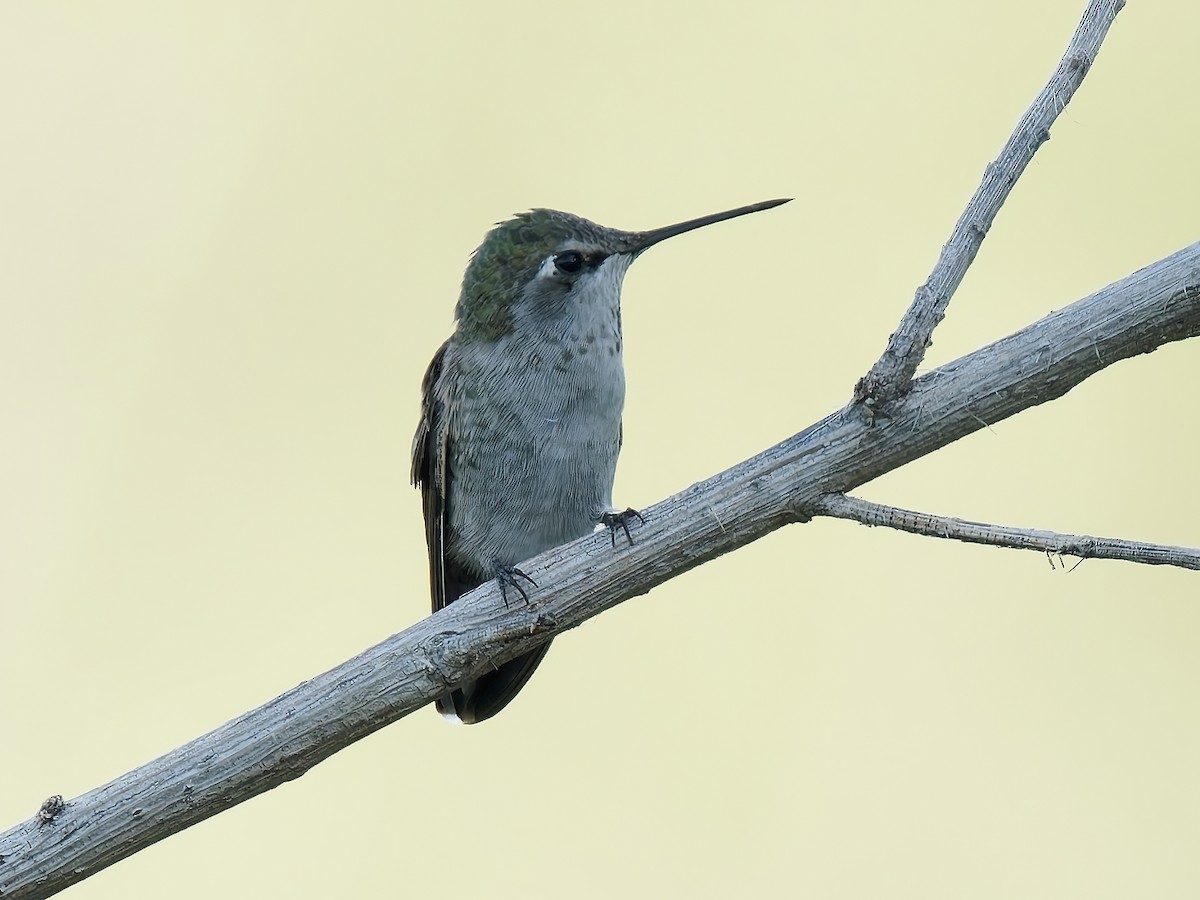 Costa's Hummingbird - ML624015242