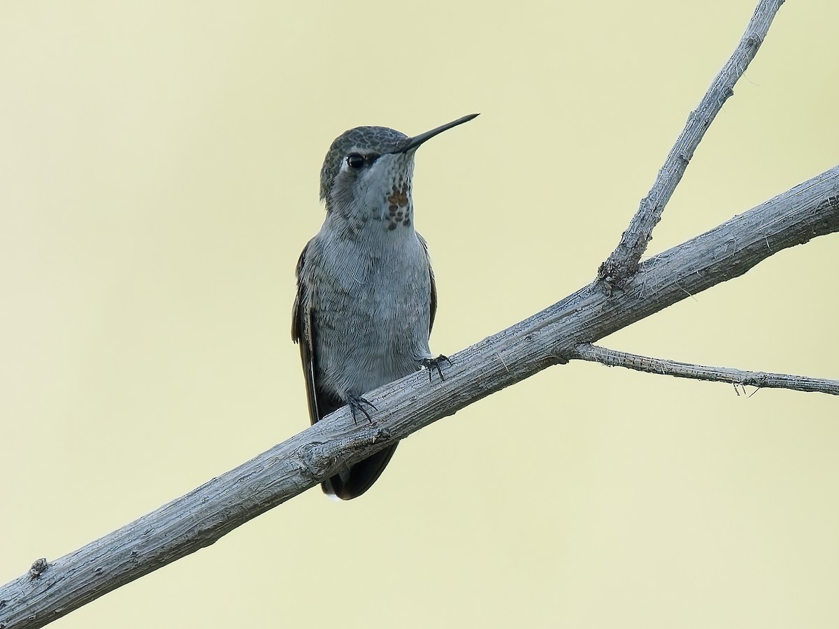 Costa's Hummingbird - ML624015243