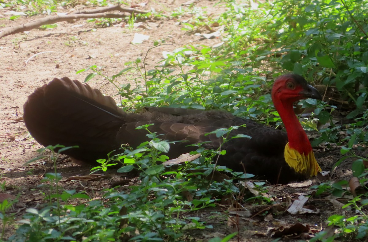 Australian Brushturkey - ML624015245