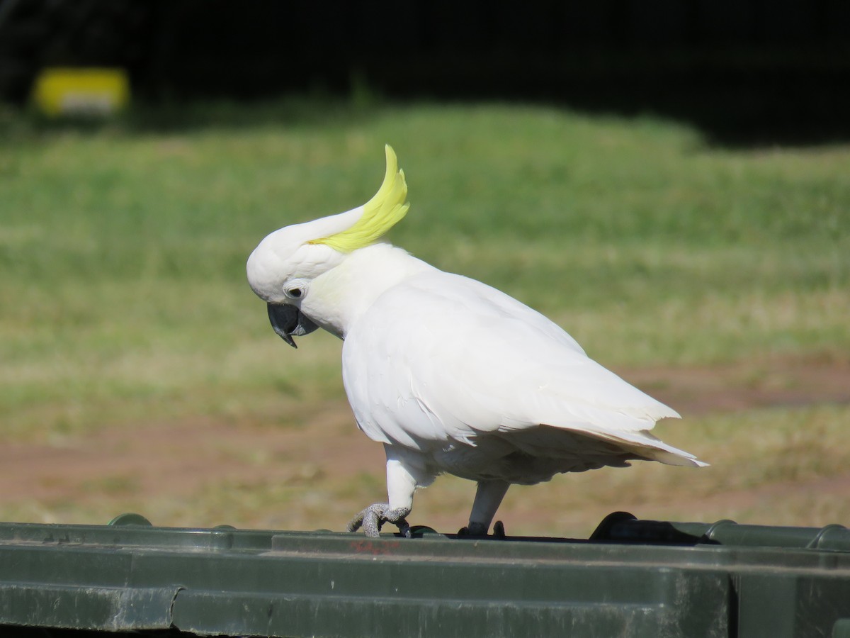 Sulphur-crested Cockatoo - ML624015246